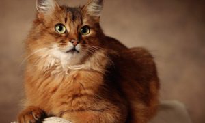 Бывает ли акне у кошек?